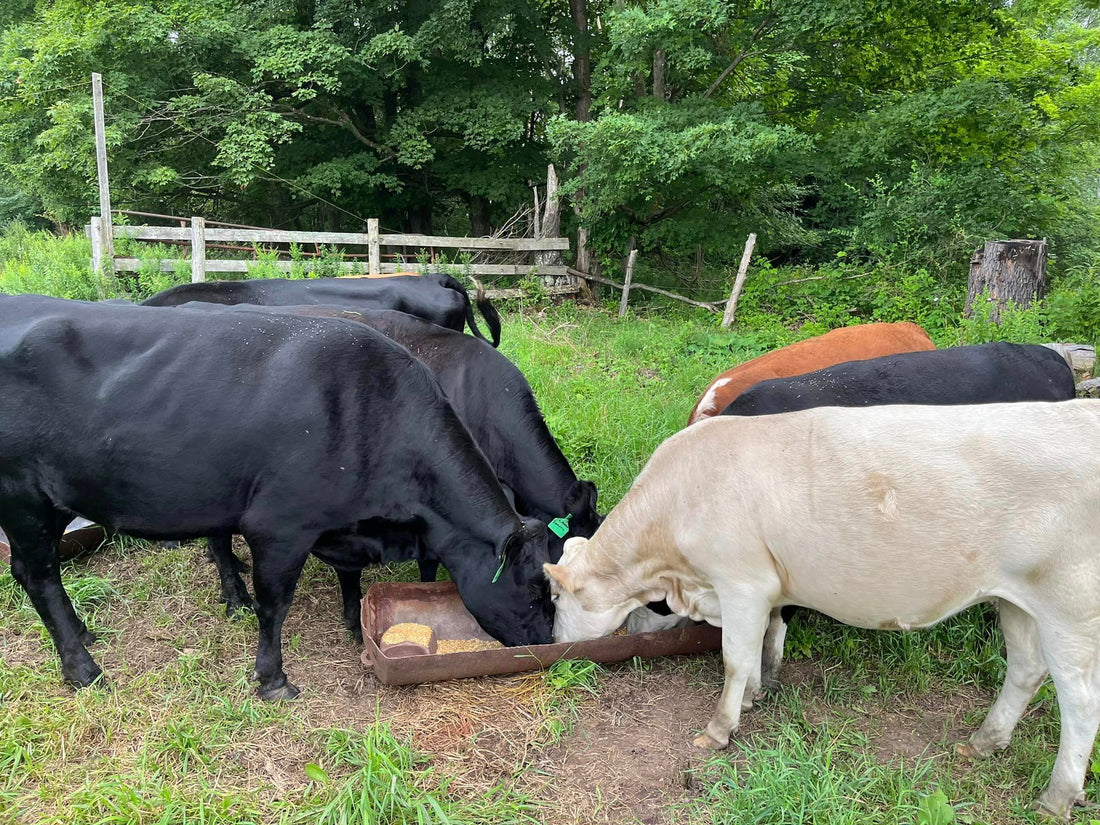 Starting a New Beef Herd with Farm-to-Table Plans