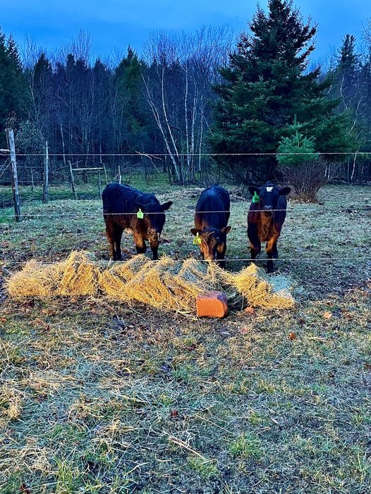 Calving season is here!