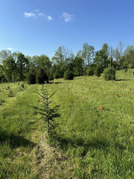 New Trees in the Ground—Exciting Planting Update!