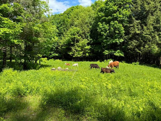 Turning Cows Out to Pasture—My Favorite Day of the Year!