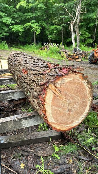 Considering Hemlock Posts for the Sugar Woods—Your Thoughts?